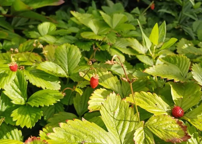 Polderzicht Отель типа 